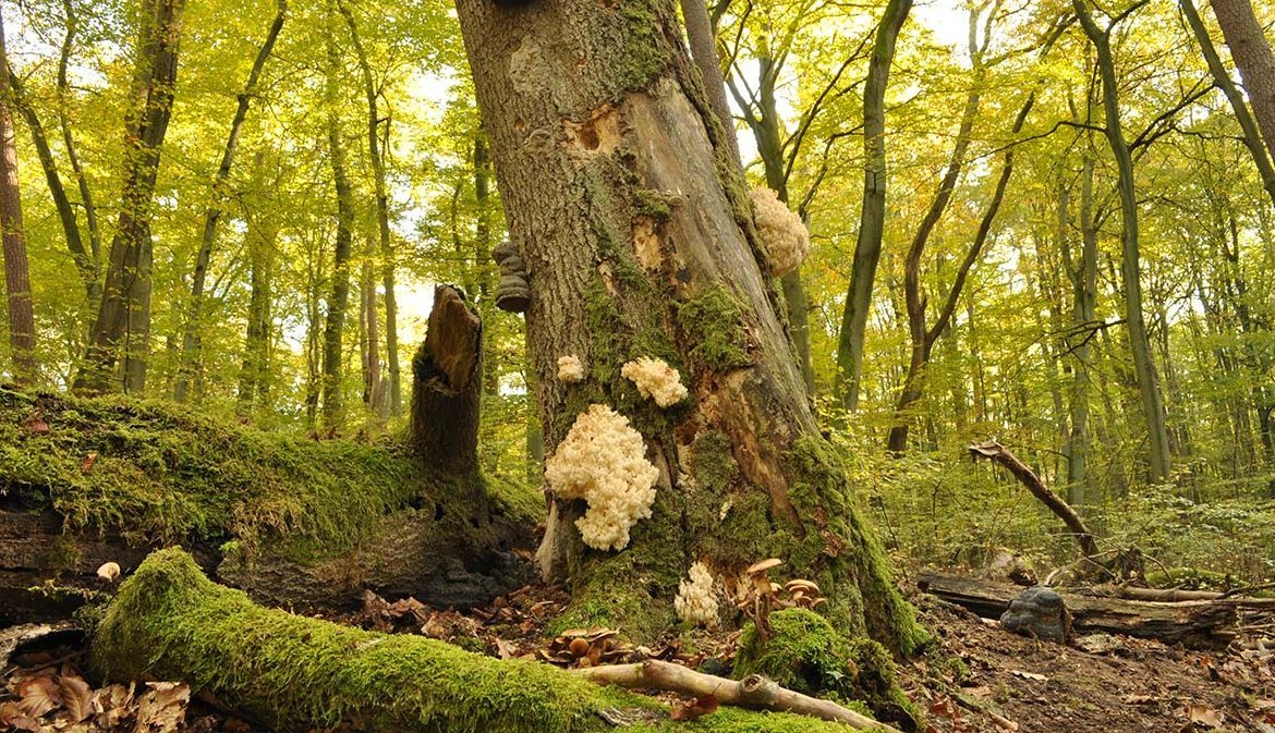 Müritz-Nationalpark